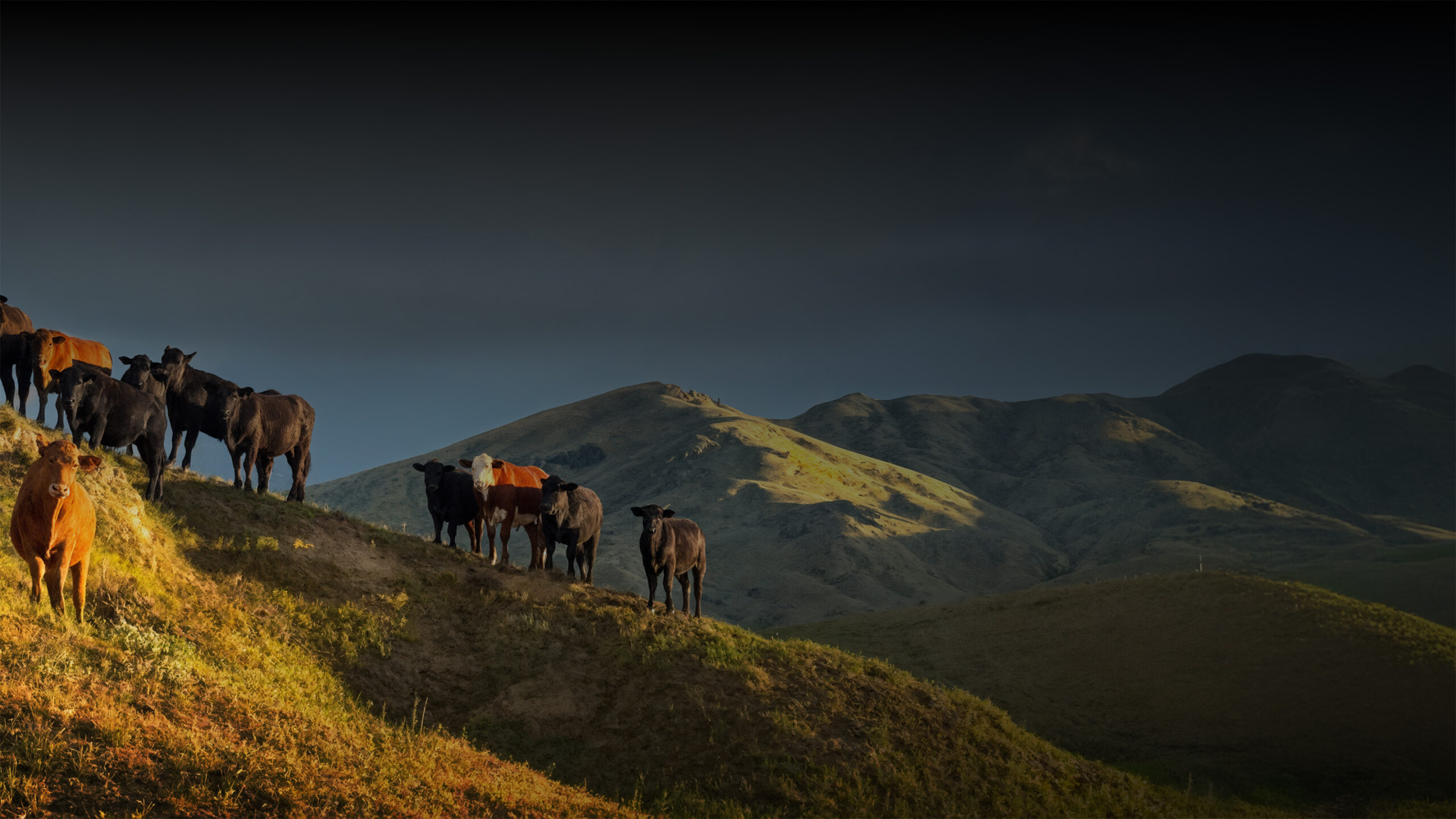 All natural premium Beef Hook and Cleaver Ranch