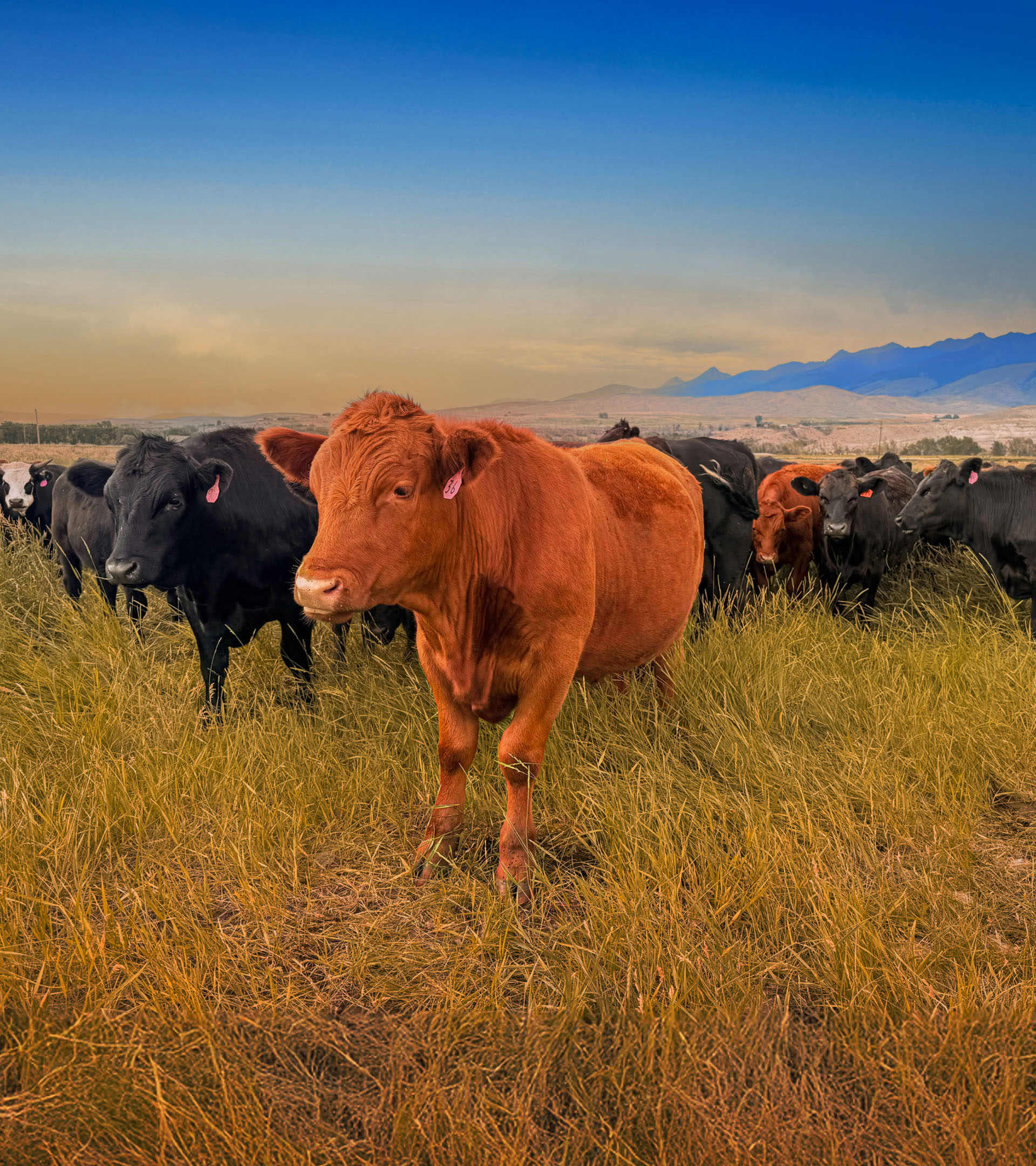 Akaushi Wagyu cattle grazing at Hook & Cleaver Ranch More descriptive: Premium Akaushi Wagyu cattle with distinctive red coat grazing in golden pasture at Hook & Cleaver Ranch