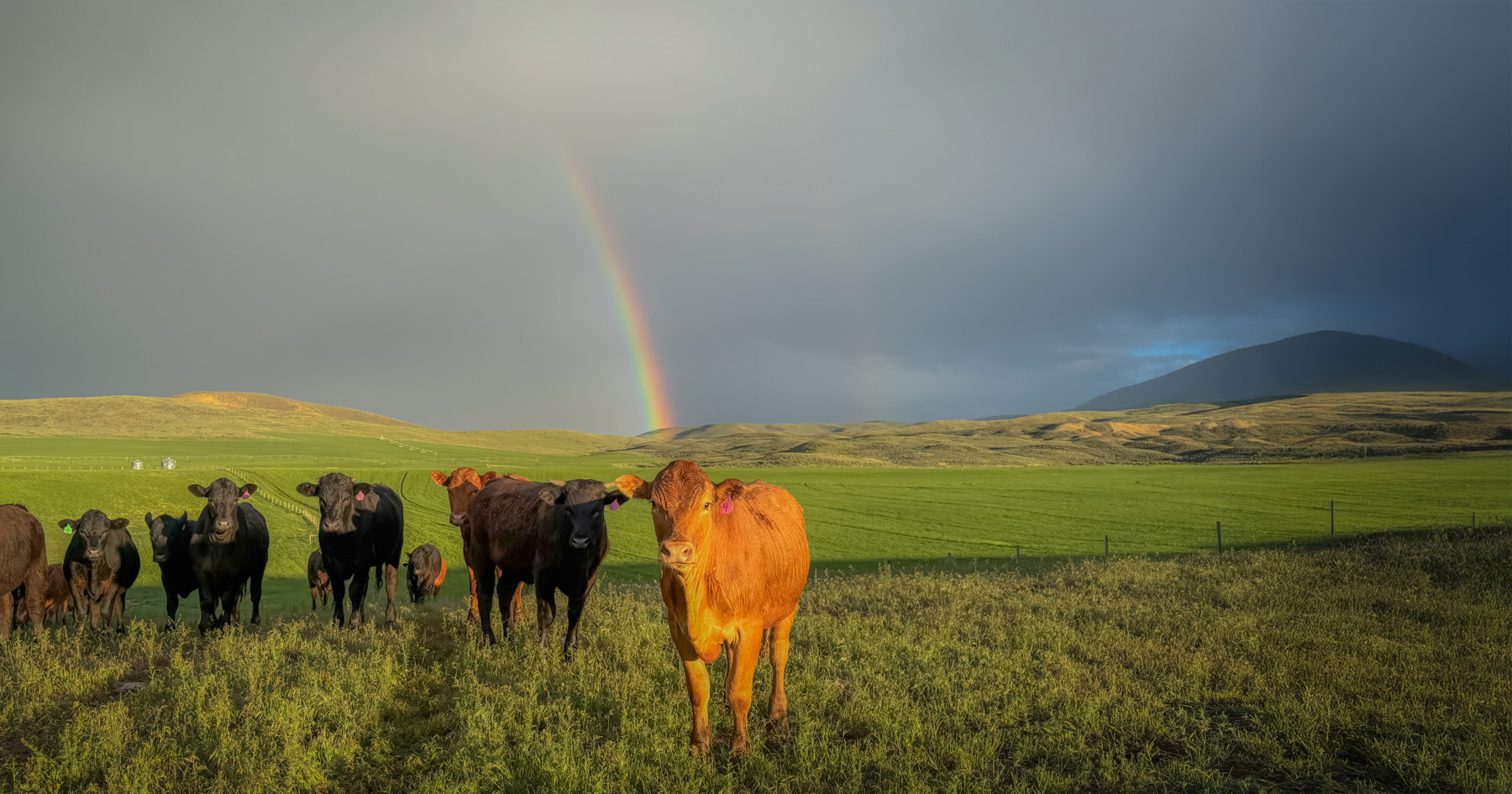All Natural Beef Hook and Cleaver