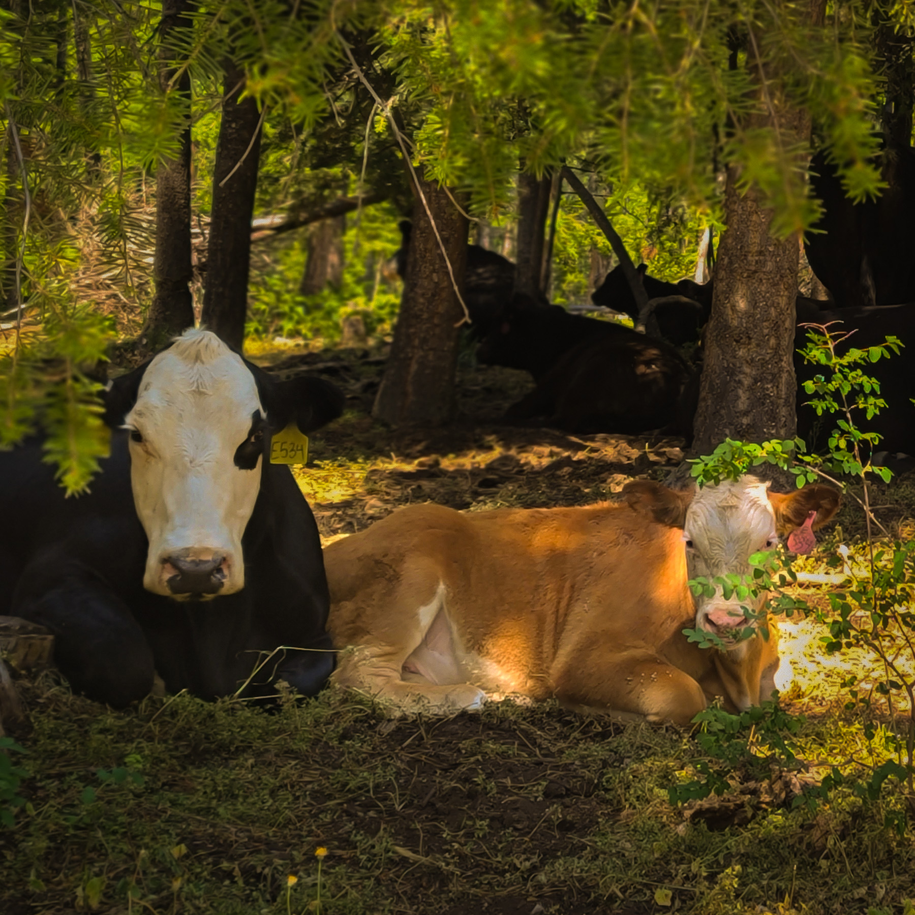 All-Natural American Akaushi Wagyu cattle grazing on Cerise Ranch pastures in Idaho with rainbow over rolling hills