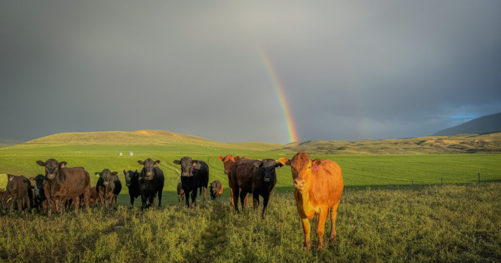 All-Natural American Akaushi Wagyu cattle grazing on Cerise Ranch pastures in Idaho with rainbow over rolling hills